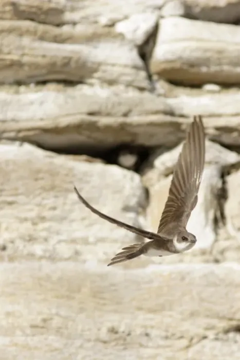 Framed Print : Sand Martin (Riparia riparia) adult, in flight, leaving nesting burrow in artificial sandstone wall nestsite Framed Print : Sand Martin (Riparia riparia) adult, in flight, leaving nesting burrow in artificial sandstone wall nestsite