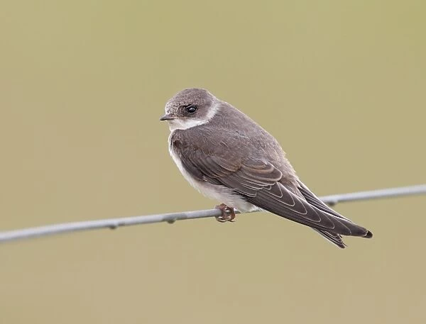 Sand Martin (Riparia riparia) adult, perched on wire fence, Norfolk, England, August