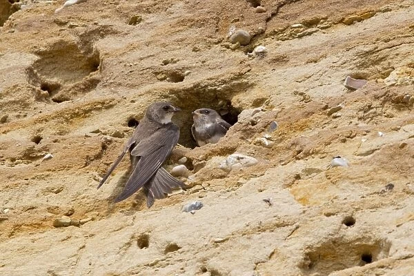 Sand Martin (Riparia riparia) adult with chick, at nest entrance, Minsmere RSPB Reserve, Suffolk, England, june
