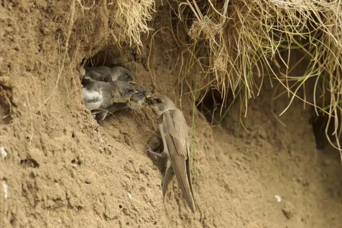 Framed Print : Sand Martin (Riparia riparia) adult feeding chicks, at nesthole entrance in sandbank, River Dove, Staffordshire Framed Print : Sand Martin (Riparia riparia) adult feeding chicks, at nesthole entrance in sandbank, River Dove, Staffordshire