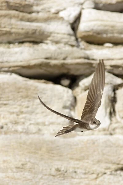 Sand Martin (Riparia riparia) adult, in flight, leaving nesting burrow in artificial sandstone wall nestsite