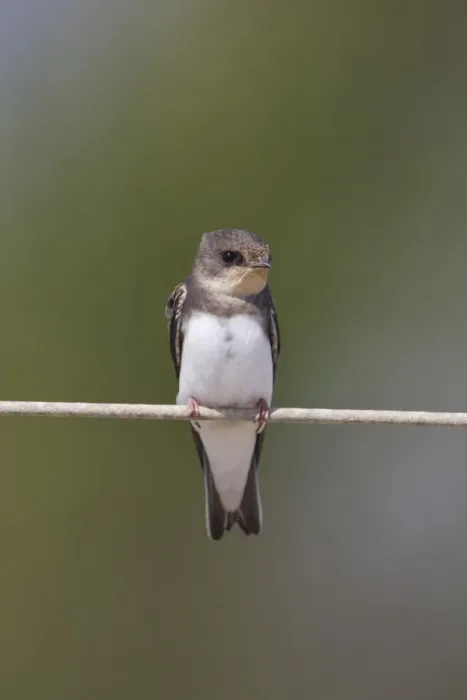Framed Print : Sand Martin (Riparia riparia) adult male, perched on wire, Minsmere RSPB Reserve, Suffolk, England, june Framed Print : Sand Martin (Riparia riparia) adult male, perched on wire, Minsmere RSPB Reserve, Suffolk, England, june