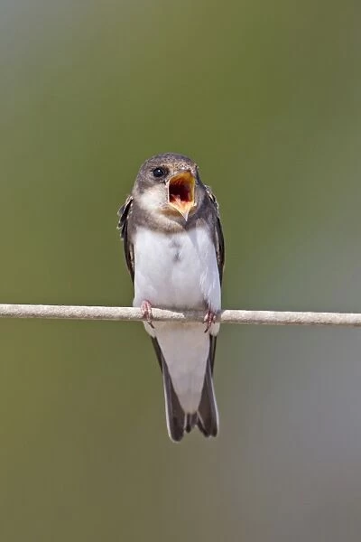 Sand Martin (Riparia riparia) adult male, singing, perched on wire, Minsmere RSPB Reserve, Suffolk, England, june