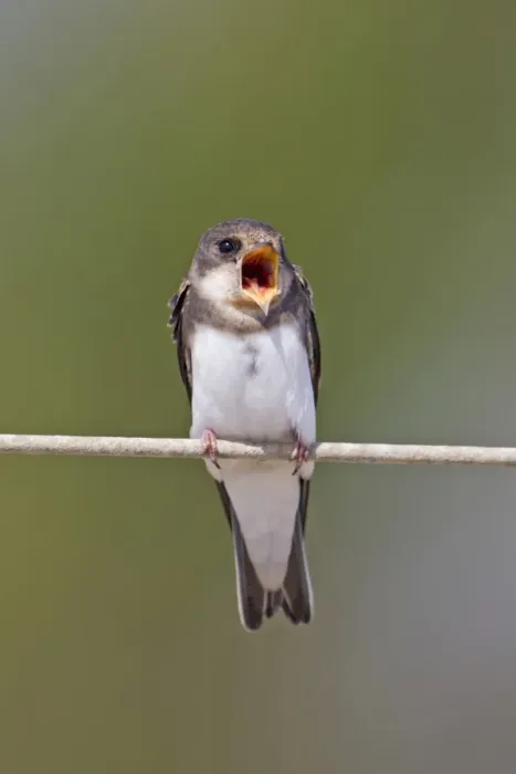 Framed Print : Sand Martin (Riparia riparia) adult male, singing, perched on wire, Minsmere RSPB Reserve, Suffolk, England, june Framed Print : Sand Martin (Riparia riparia) adult male, singing, perched on wire, Minsmere RSPB Reserve, Suffolk, England, june