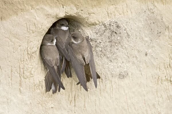 Sand Martin (Riparia riparia) adult pair, fighting off intruder attempting to take over nestsite, Hungary, may
