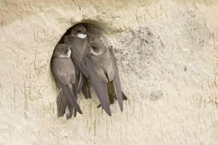 Framed Print : Sand Martin (Riparia riparia) adult pair, fighting off intruder attempting to take over nestsite, Hungary, may Framed Print : Sand Martin (Riparia riparia) adult pair, fighting off intruder attempting to take over nestsite, Hungary, may
