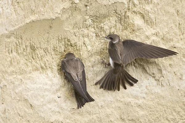 Sand Martin (Riparia riparia) adult pair, starting to excavate nesthole in sand bank, Hungary, may