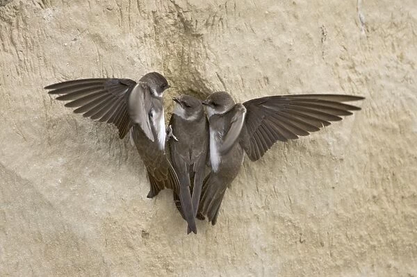 Sand Martin (Riparia riparia) adult pair, fighting off intruder attempting to take over nestsite, Hungary, may
