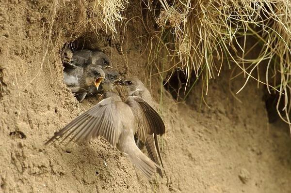 Sand Martin (Riparia riparia) adult pair feeding chicks, at nesthole entrance in sandbank, River Dove, Staffordshire