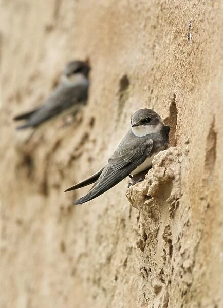 Sand Martin (Riparia riparia) two adults, at nestholes in artificial nesting bank, Leicestershire, England, April