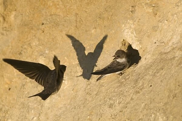 Sand Martin (Riparia riparia) two adults, at nesting colony in cliff, North Norfolk, England, july