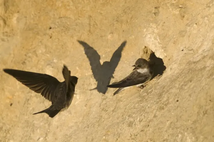 Framed Print : Sand Martin (Riparia riparia) two adults, at nesting colony in cliff, North Norfolk, England, july Framed Print : Sand Martin (Riparia riparia) two adults, at nesting colony in cliff, North Norfolk, England, july