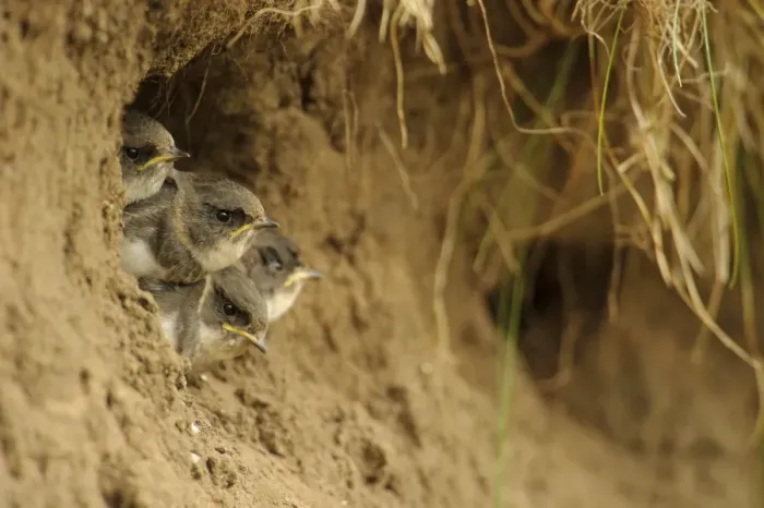 Framed Print : Sand Martin (Riparia riparia) chicks, at nesthole entrance in sandbank, River Dove, Staffordshire, England, August Framed Print : Sand Martin (Riparia riparia) chicks, at nesthole entrance in sandbank, River Dove, Staffordshire, England, August