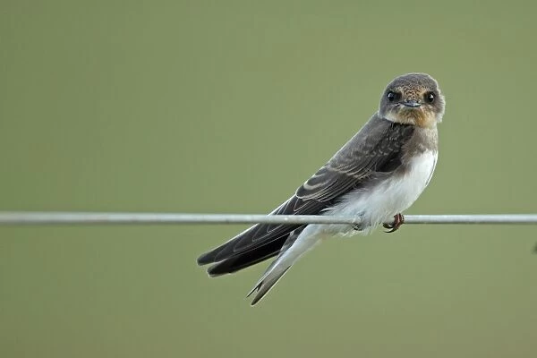 Sand Martin (Riparia riparia) juvenile, perched on wire, Cley Marshes Reserve, Cley-next-the-sea, Norfolk, England, july