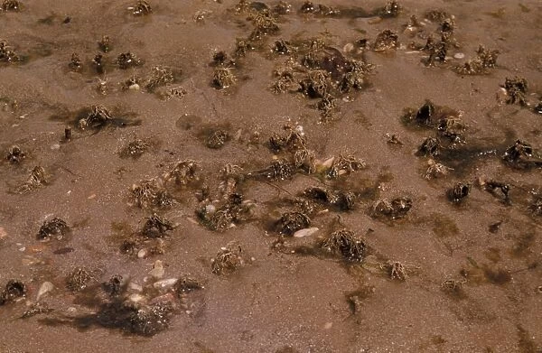 Sand Mason Worm (Lanice conchilega) Frilled tops of Sand Mason Worm tubes on sandy shore