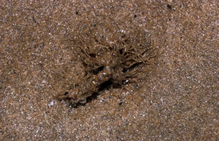 Framed Print : Sand Mason Worm (Lanice conchilega) Frilled top of a tube protroding from sand  /  Padstow