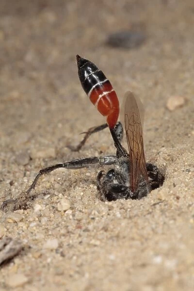 Sand Wasp (Sphex albisectus) adult female, digging nesting burrow, Chaine des Alpilles, Bouches-du-Rhone, Provence