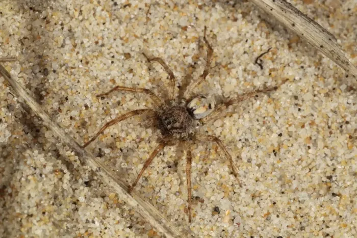 Framed Print : Sand Wolfspider (Arctosa perita) adult, on coastal sand dune, Hengistbury Head, Dorset, England, May Framed Print : Sand Wolfspider (Arctosa perita) adult, on coastal sand dune, Hengistbury Head, Dorset, England, May