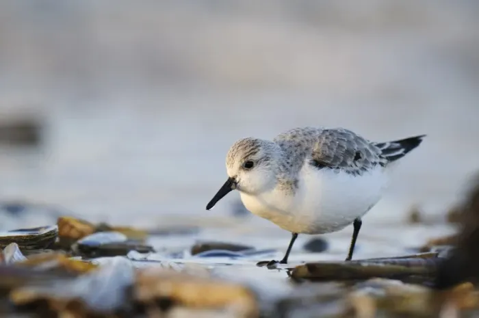 Framed Print : Sanderling (Calidris alba) adult, non-breeding plumage, feeding amongst razorshells washed up by surf on beach Framed Print : Sanderling (Calidris alba) adult, non-breeding plumage, feeding amongst razorshells washed up by surf on beach