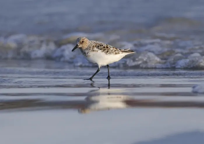 Framed Print : Sanderling (Calidris alba) adult, breeding plumage, walking on beach, Varanger, Norway, may Framed Print : Sanderling (Calidris alba) adult, breeding plumage, walking on beach, Varanger, Norway, may
