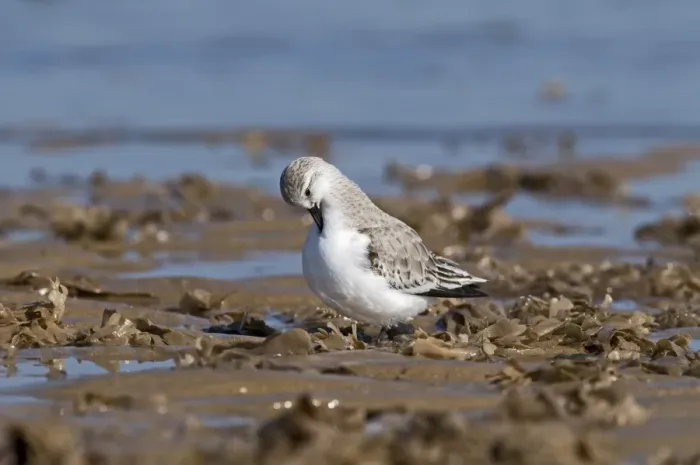 Framed Print : Sanderling (Calidris alba) adult, winter plumage, preening, standing on shoreline, England Framed Print : Sanderling (Calidris alba) adult, winter plumage, preening, standing on shoreline, England