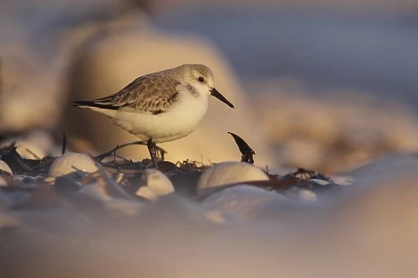 Sanderling (Calidris alba) adult, non-breeding plumage, standing on rocky beach in late afternoon light