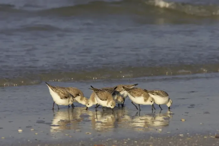 Framed Print : Sanderling (Calidris alba) adults, winter plumage, flock feeding along shoreline, Fort de Soto, Florida, U. S. A Framed Print : Sanderling (Calidris alba) adults, winter plumage, flock feeding along shoreline, Fort de Soto, Florida, U. S. A