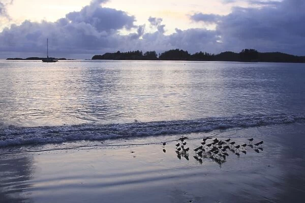 Sanderling (Calidris alba) flock, foraging on beach with sailing boat at sea, silhouetted at sunrise, Calvert Island