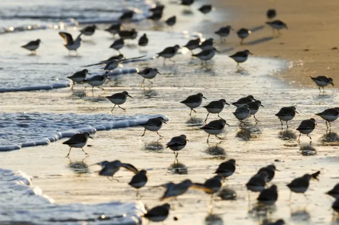 Framed Print : Sanderling (Calidris alba) flock, feeding along tideline in evening, Norfolk, England, winter Framed Print : Sanderling (Calidris alba) flock, feeding along tideline in evening, Norfolk, England, winter