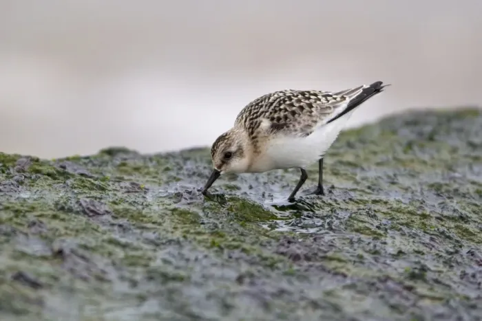Framed Print : Sanderling (Calidris alba) juvenile, feeding on seaweed covered rock, Minsmere RSPB Reserve, Suffolk, England, september Framed Print : Sanderling (Calidris alba) juvenile, feeding on seaweed covered rock, Minsmere RSPB Reserve, Suffolk, England, september