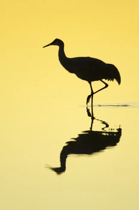 Framed Print : Sandhill Crane (Grus canadensis) adult, walking in water with reflection, silhouetted at sunrise Framed Print : Sandhill Crane (Grus canadensis) adult, walking in water with reflection, silhouetted at sunrise