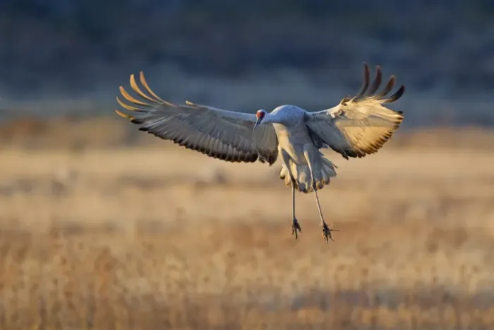 Framed Print : Sandhill Crane (Grus canadensis) adult, in flight, landing in evening light, Bosque del Apache National Wildlife Refuge, New Mexico, U. S. A. november Framed Print : Sandhill Crane (Grus canadensis) adult, in flight, landing in evening light, Bosque del Apache National Wildlife Refuge, New Mexico, U. S. A. november