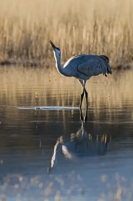 Framed Print : Sandhill Crane (Grus canadensis) adult, drinking, standing in water with reflection, Bosque del Apache National Wildlife Refuge, New Mexico, U. S. A. january Framed Print : Sandhill Crane (Grus canadensis) adult, drinking, standing in water with reflection, Bosque del Apache National Wildlife Refuge, New Mexico, U. S. A. january