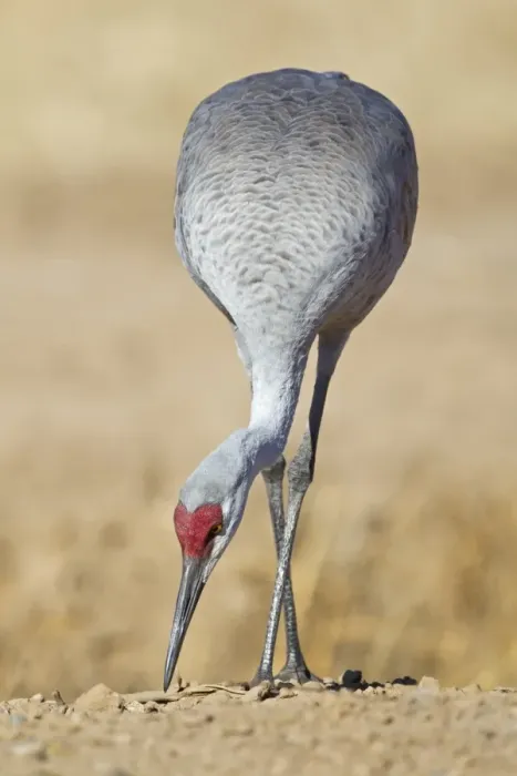 Framed Print : Sandhill Crane (Grus canadensis) adult, feeding at edge of cornfield, Bosque del Apache National Wildlife Refuge, New Mexico, U. S. A. november Framed Print : Sandhill Crane (Grus canadensis) adult, feeding at edge of cornfield, Bosque del Apache National Wildlife Refuge, New Mexico, U. S. A. november