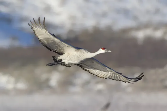 Framed Print : Sandhill Crane (Grus canadensis) adult, in flight, Bosque del Apache National Wildlife Refuge, New Mexico, U. S. A. december Framed Print : Sandhill Crane (Grus canadensis) adult, in flight, Bosque del Apache National Wildlife Refuge, New Mexico, U. S. A. december
