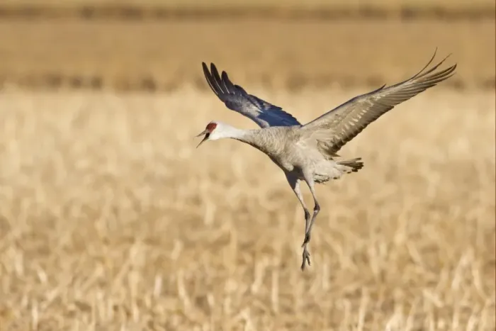 Framed Print : Sandhill Crane (Grus canadensis) adult, in flight, calling and landing in cornfield, Bosque del Apache National Wildlife Refuge, New Mexico, U. S. A. december