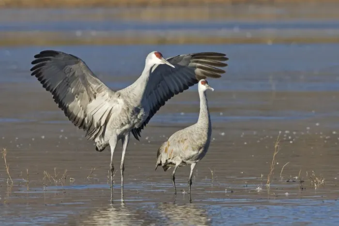 Framed Print : Sandhill Crane (Grus canadensis) adult pair, one with wings raised, standing in water, Bosque del Apache National Wildlife Refuge, New Mexico, U. S. A. november Framed Print : Sandhill Crane (Grus canadensis) adult pair, one with wings raised, standing in water, Bosque del Apache National Wildlife Refuge, New Mexico, U. S. A. november