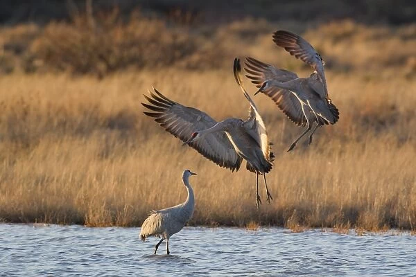 Sandhill Crane (Grus canadensis) adult pair, in flight, landing in water beside another adult, Bosque del Apache National Wildlife Refuge, New Mexico, U. S. A. november
