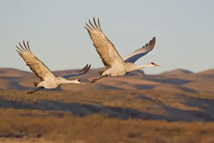 Framed Print : Sandhill Crane (Grus canadensis) adult pair, in flight over hills, Bosque del Apache National Wildlife Refuge, New Mexico, U. S. A. november Framed Print : Sandhill Crane (Grus canadensis) adult pair, in flight over hills, Bosque del Apache National Wildlife Refuge, New Mexico, U. S. A. november