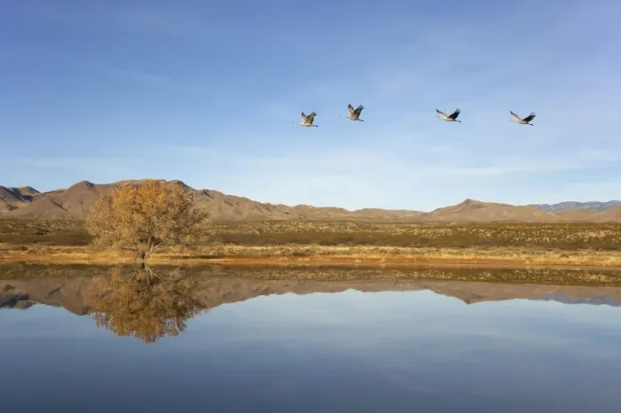 Framed Print : Sandhill Crane (Grus canadensis) four adults, in flight over habitat, leaving roost site at dawn, Bosque del Apache National Wildlife Refuge, New Mexico, U. S. A Framed Print : Sandhill Crane (Grus canadensis) four adults, in flight over habitat, leaving roost site at dawn, Bosque del Apache National Wildlife Refuge, New Mexico, U. S. A