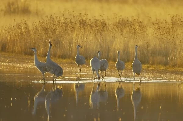 Sandhill Crane (Grus canadensis) flock, standing in roost site at dawn, Bosque del Apache National Wildlife Refuge