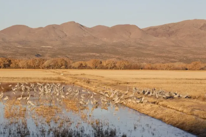 Framed Print : Sandhill Crane (Grus canadensis) flock, standing and foraging in habitat at edge of water, with hills in background, Bosque del Apache National Wildlife Refuge, New Mexico, U. S. A. november Framed Print : Sandhill Crane (Grus canadensis) flock, standing and foraging in habitat at edge of water, with hills in background, Bosque del Apache National Wildlife Refuge, New Mexico, U. S. A. november