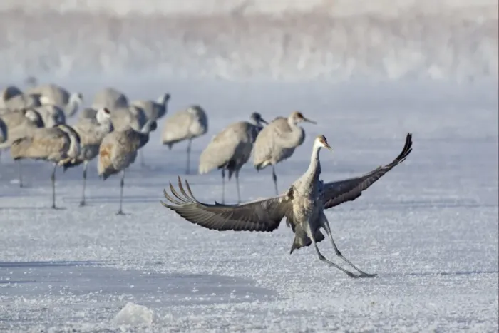Framed Print : Sandhill Crane (Grus canadensis) juvenile, landing and sliding on frozen lake, with flock in background, Bosque del Apache National Wildlife Refuge, New Mexico, U. S. A. december