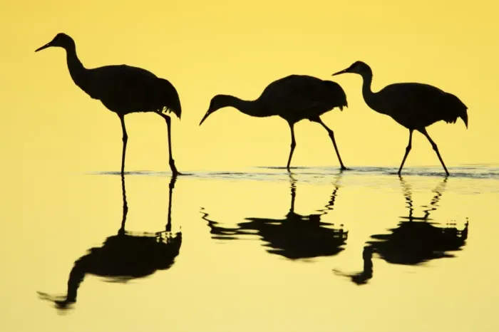 Framed Print : Sandhill Crane (Grus canadensis) three, walking in water with reflections, silhouetted at dawn Framed Print : Sandhill Crane (Grus canadensis) three, walking in water with reflections, silhouetted at dawn