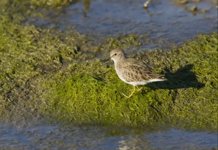 Framed Print : Least Sandpiper (Calidris minutilla) adult, winter plumage, foraging along tideline, Southern California, U. S. A. november Framed Print : Least Sandpiper (Calidris minutilla) adult, winter plumage, foraging along tideline, Southern California, U. S. A. november
