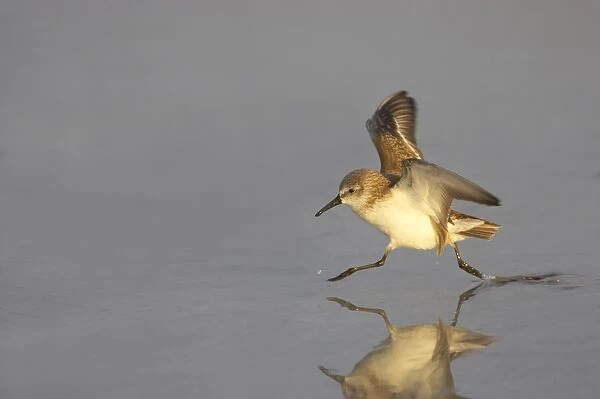 Least Sandpiper (Calidris minutilla) adult, winter plumage, running across mudflats with wings raised, Fort de Soto