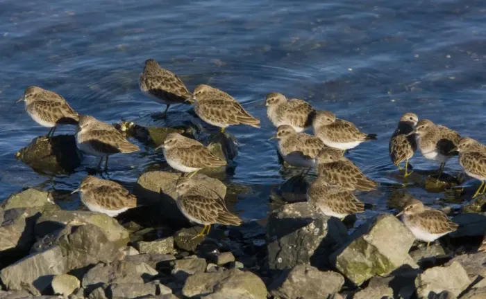 Framed Print : Least Sandpiper (Calidris minutilla) flock, roosting on rocks at high tide, Bodega Bay, California, U. S. A. november Framed Print : Least Sandpiper (Calidris minutilla) flock, roosting on rocks at high tide, Bodega Bay, California, U. S. A. november