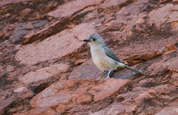 Sandstone Shrike-thrush (Colluricincla woodwardi) adult, standing on rocks, The Olgas, Uluru-Kata Tjuta N. P