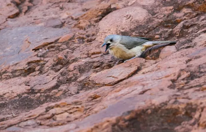 Framed Print : Sandstone Shrike-thrush (Colluricincla woodwardi) adult, calling, standing on rocks, The Olgas, Uluru-Kata Tjuta N. P Framed Print : Sandstone Shrike-thrush (Colluricincla woodwardi) adult, calling, standing on rocks, The Olgas, Uluru-Kata Tjuta N. P