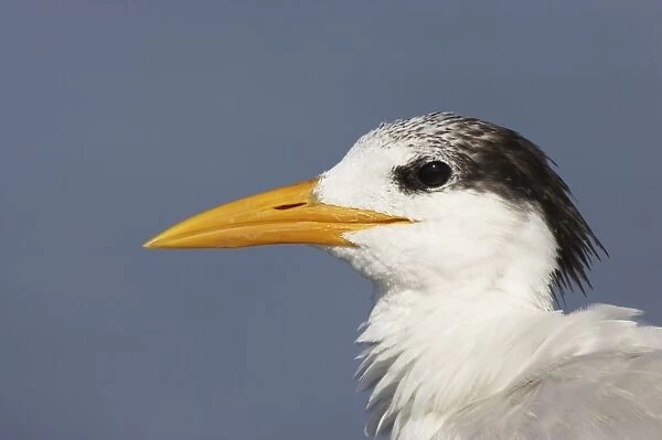 Sandwich Tern (Sterna sandvicensis) adult, winter plumage, close-up of head, Fort de Soto, Florida, U. S. A